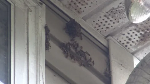 Wasp Hive 2 Stock Footage 96257363