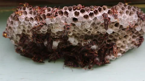 Wasp hive Stock Footage 61338708
