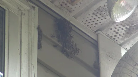 Wasp Hive Stock Footage 96257745