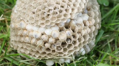 Wasp hive on grass with larvae inside hexagonal cells Stock Footage 338052344