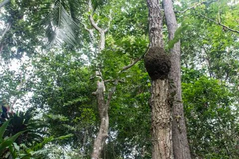 Wasp hive Stock-Fotos