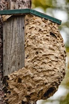 Wasp hive Stock Photos