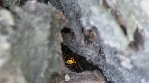Wasp in hollow, Hornet, Vespula germanica Stock Footage