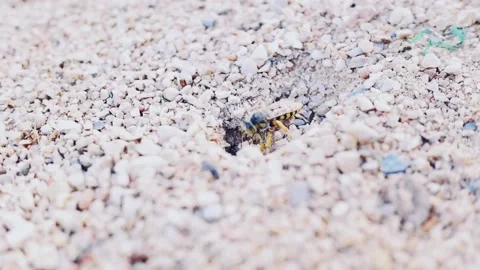 Wasp home. Stock Footage 136275425
