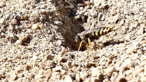 Wasp home. Stock Footage 136691217