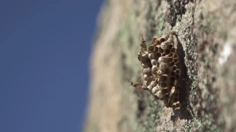 Wasp Honey Hive Video stock 47779552