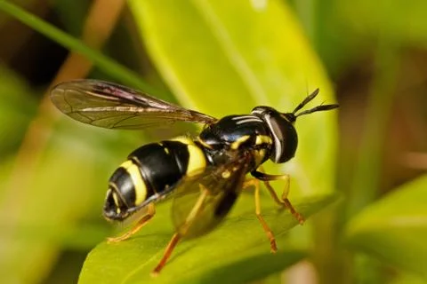 Wasp-like Hoverfly on green leaf Stock Photos