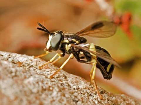 Wasp-like Hoverfly Stock Photos
