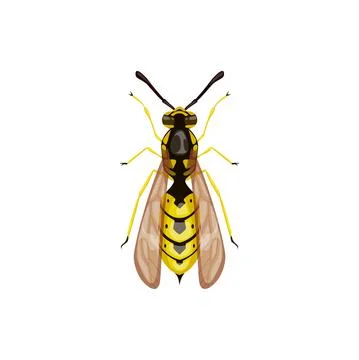 Wasp icon, pest control insect parasite, hornet Stock Illustration