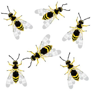 Wasp 스톡 일러스트