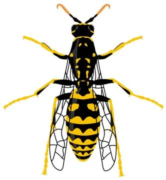 Wasp Stock Illustration