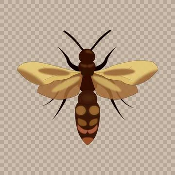 A wasp Illustrazione stock