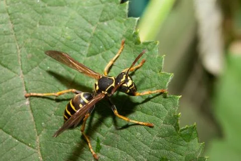 Wasp insect closeup Stock Photos