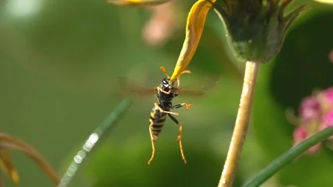 Wasp Insect drinking Stock Footage 82569966