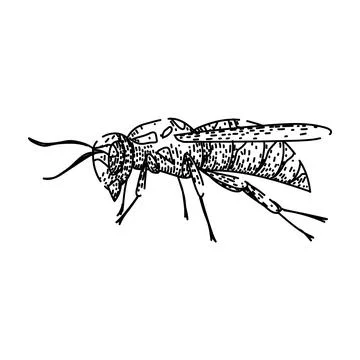 Wasp insect etching drawing style illustration Stock Illustration