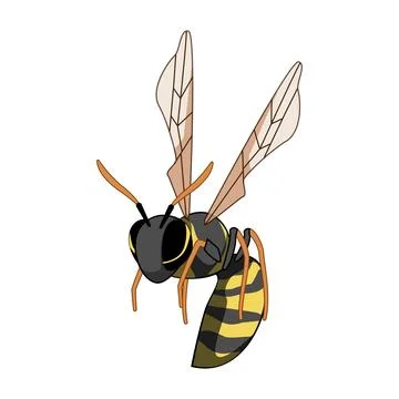 Wasp insect flying or hovering in air Stock Illustration