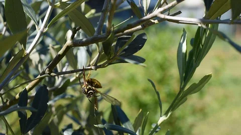Wasp with insect Stock Footage 129153982