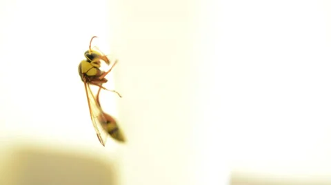 Wasp insect holding on curtain Video stock 38683750