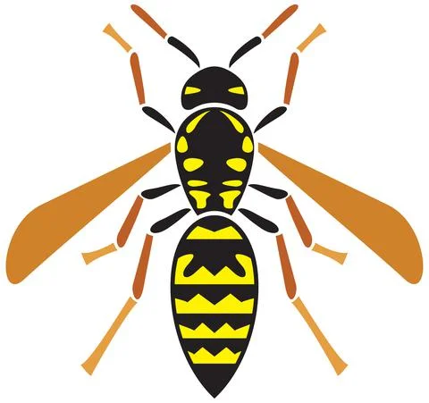 Wasp insect Stock Illustration