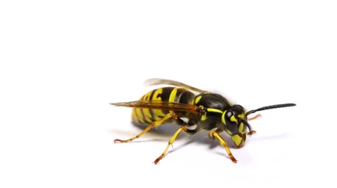 Wasp insect isolated on white background macro close up Stock Footage 49573740