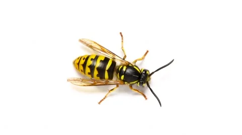 Wasp insect isolated on white background macro close up top wiev 스톡 동영상 49610999
