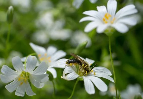 Wasp insect Stock Photos