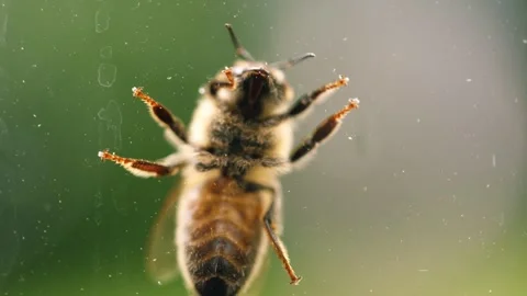 Wasp insect on window glass bottom view Stock Footage 320564572