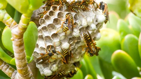 Wasp insects building and working on nest in 4K Stock Footage 47345388