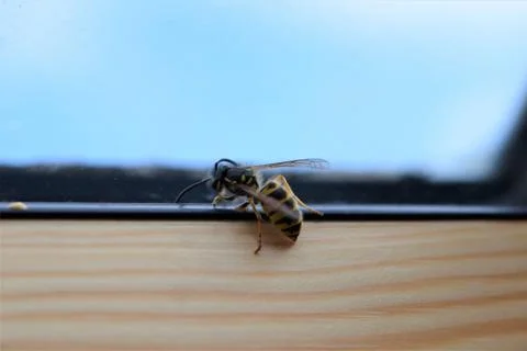Wasp on the inside of a window frame Foto stock