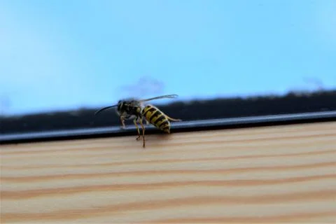 Wasp on the inside of a window frame Stock Photos