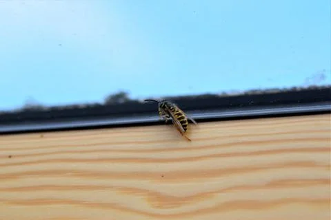 Wasp on the inside of a window frame Stock Photos