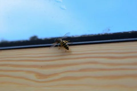 Wasp on the inside of a window frame Stock Photos