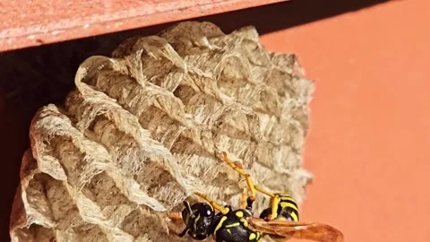 Wasp Inspecting Nest Cells Macro Close Up Stock Footage 334786809