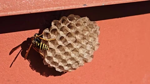 Wasp Inspecting Paper Nest Cells Macro Stock Footage 334789159