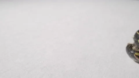 Wasp isolated macro on white Stock Footage 138286751