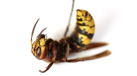 Wasp isolated on white background Stock Footage 35568359