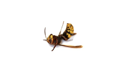 Wasp isolated on white background Stock Footage 35568499