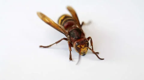 Wasp isolated on white background Stock Footage 35568571