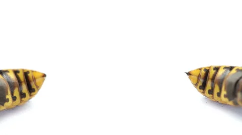 Wasp isolated on white background Stock Footage 35568617