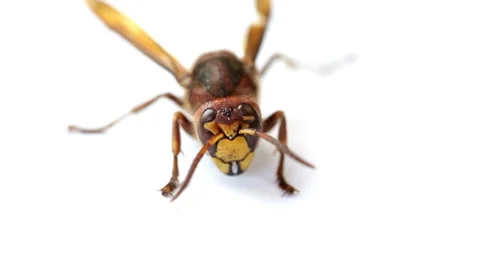 Wasp isolated on white background Stock Footage 35569063