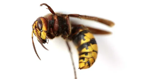 Wasp isolated on white background Stock Footage 35569889