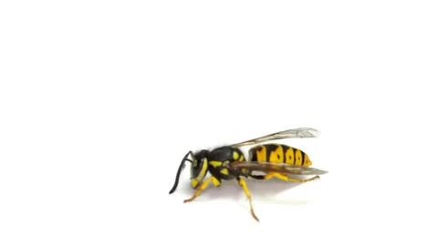 Wasp Isolated On White Stock Footage 42269848