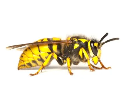 Wasp isolated on white Stock Photos