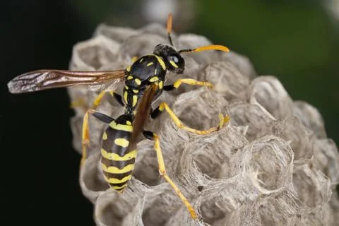 A wasp in its neast Stock Photos