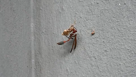 Wasp on its nest Stock Footage 334930671