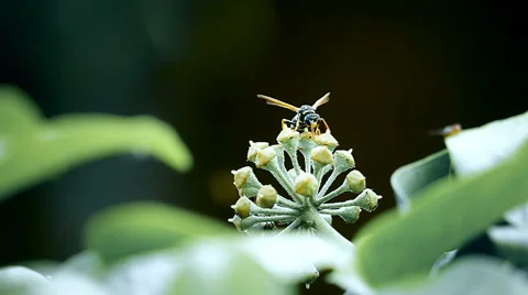 Wasp on Ivy flower Stock-Footage 68721025