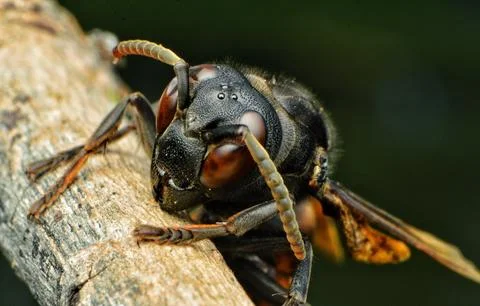 Wasp killer bee Stock Photos