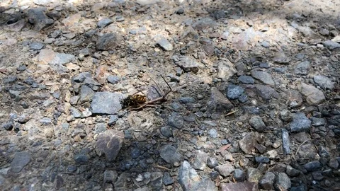 Wasp Killing Stick Bug Stock Footage 105928114