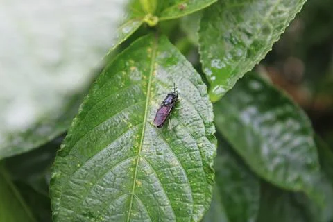A wasp landed on a leaf Stock Photos