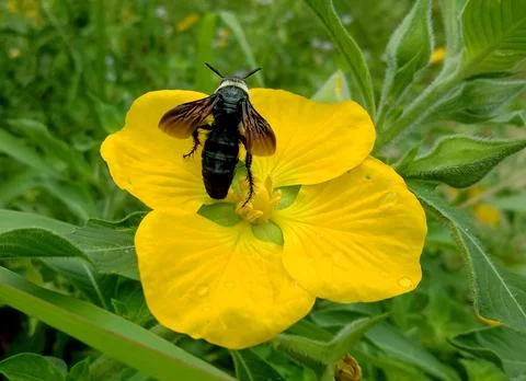 A wasp landed on a yellow flower Stock Photos
